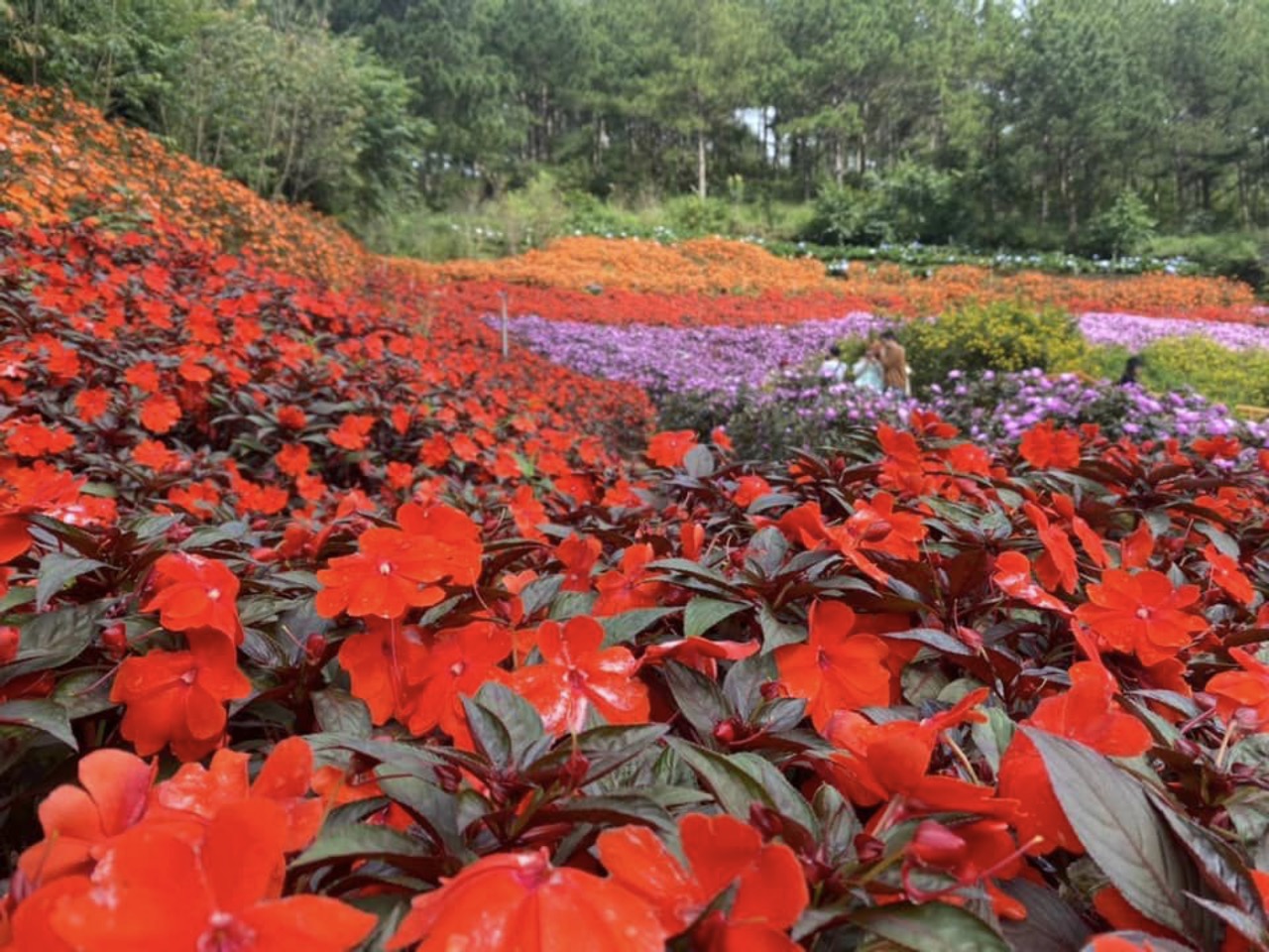 Mai Dạ Thảo